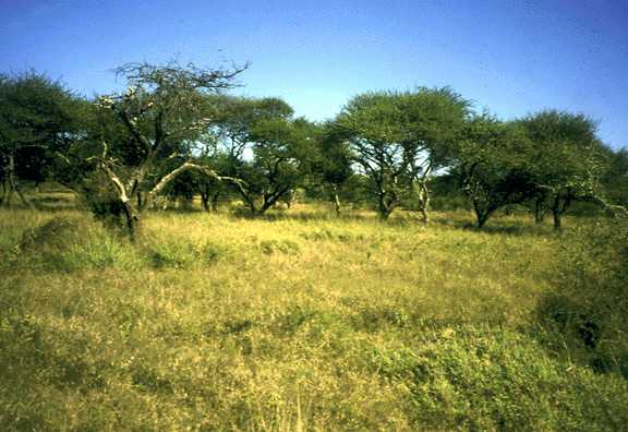 the asian savanna grassland Teen stress canada